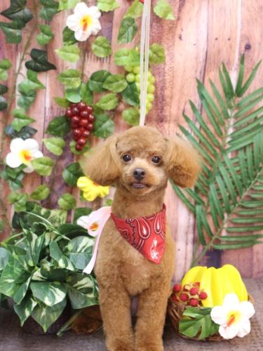 20230803ベルくん